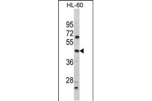 Western blot analysis of PTAR1 Antibody in HL-60 cell line lysates (35ug/lane) (PTAR1 anticorps  (AA 60-89))