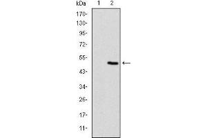 Western Blotting (WB) image for anti-Fast Skeletal Troponin I (TNNI2) antibody (ABIN969441)