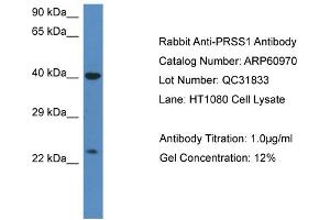 Western Blotting (WB) image for anti-Protease, serine, 1 (Trypsin 1) (PRSS1) (C-Term) antibody (ABIN786306) (PRSS1 anticorps  (C-Term))