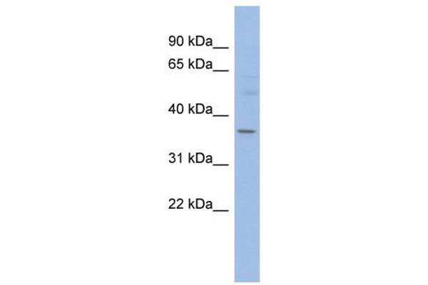 HMGCLL1 anticorps  (N-Term)