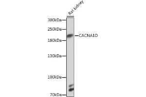 Western blot analysis of extracts of Rat kidney, using CD Rabbit pAb (ABIN7266013) at 1:1000 dilution. (CACNA1D anticorps  (AA 1882-2181))