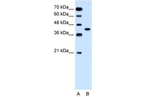 SLC35B1 anticorps  (C-Term)