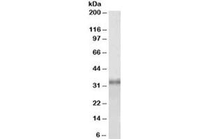 Western blot testing of HEK293 lysate with Fibrillarin antibody at 1ug/ml. (Fibrillarin anticorps)