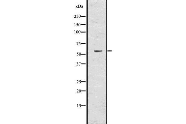 T-Bet anticorps  (Internal Region)