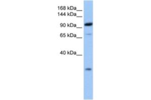 Western Blotting (WB) image for anti-Adaptor-Related Protein Complex 2, beta 1 Subunit (AP2B1) antibody (ABIN2463570) (AP2B1 anticorps)