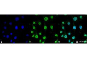 Immunocytochemistry/Immunofluorescence analysis using Mouse Anti-Trap1 Monoclonal Antibody, Clone 3H4-2H6 . (TRAP1 anticorps  (FITC))
