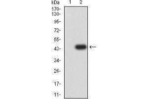 Western blot analysis using CD172A mAb against HEK293 (1) and CD172A (AA: extra 235-373)-hIgGFc transfected HEK293 (2) cell lysate. (SIRPA anticorps  (AA 235-373))