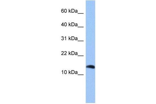 Parathyroid Hormone 2 (PTH2) (Middle Region) anticorps