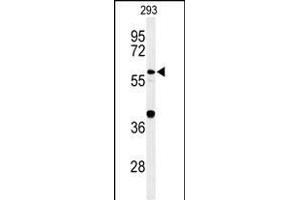 Western blot analysis of CDC45L Antibody (Center) (ABIN653837 and ABIN2843101) in 293 cell line lysates (35 μg/lane). (CDC45 anticorps  (AA 236-263))