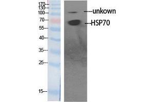 Western Blot (WB) analysis of specific cells using HSP70 Polyclonal Antibody. (HSP70 anticorps  (Internal Region))