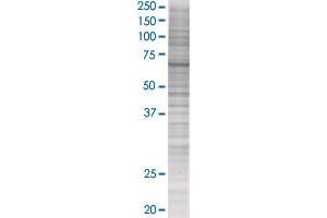 PPM1G transfected lysate. (PPM1G 293T Cell Transient Overexpression Lysate(Denatured))