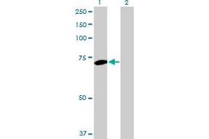 Western Blot analysis of PLK1 expression in transfected 293T cell line by PLK1 MaxPab polyclonal antibody. (PLK1 anticorps  (AA 1-603))