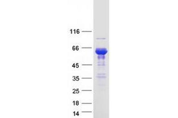 SNTB1 Protein (Myc-DYKDDDDK Tag)