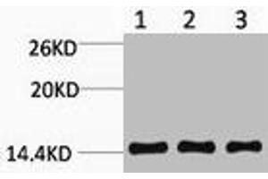 Western blot analysis of 1) Hela, 2) Raw264. (HIST1H3A/HIST2H3A/H3F3A (2meLys9) anticorps)
