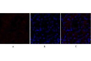 Immunofluorescence analysis of mouse kidney tissue. (Lamin B1 anticorps  (N-Term))