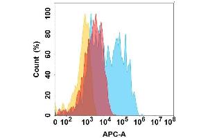 protein is highly expressed on the surface of Expi293 cell membrane. (CCR6 anticorps)