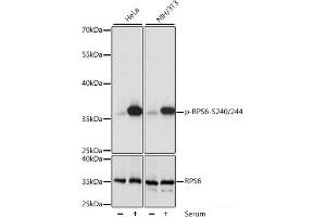 Western blot analysis of extracts of various cell lines using Phospho-RPS6(S240/244) Polyclonal Antibody at dilution of 1:1000. (RPS6 anticorps  (pSer240, pSer244))
