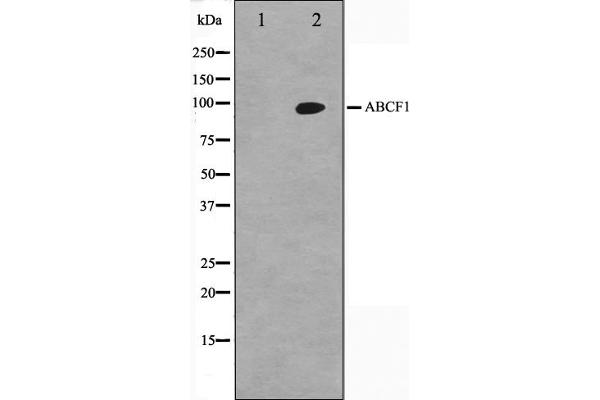 ABCF1 anticorps  (C-Term)