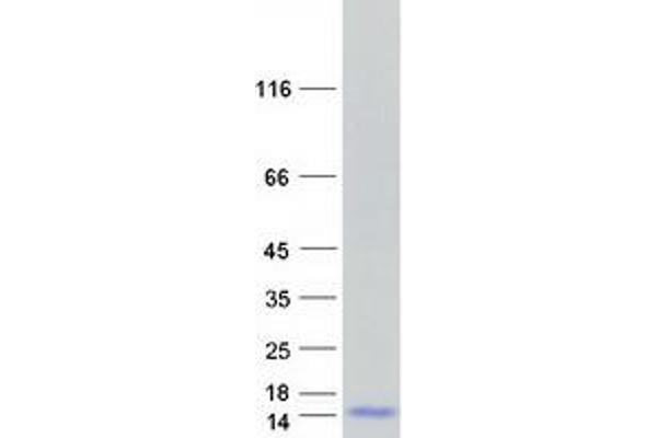 GNG2 Protein (Myc-DYKDDDDK Tag)