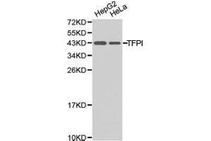 Western Blotting (WB) image for anti-Tissue Factor Pathway Inhibitor (Lipoprotein-Associated Coagulation Inhibitor) (TFPI) antibody (ABIN1875071) (TFPI anticorps)
