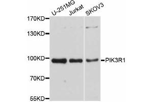 Western blot analysis of extracts of various cell lines, using PIK3R1 antibody (ABIN5998514) at 1/1000 dilution. (PIK3R1 anticorps)