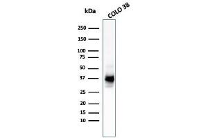 Western Blot Analysis of COLO-38 cell lysate using gp100 / Melanosome MAb (HMB45 + PMEL/783). (Melanoma gp100 anticorps)