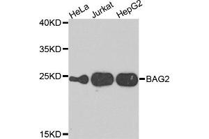 Western blot analysis of extracts of various cells, using BAG2 antibody. (BAG2 anticorps)