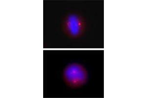 Immunofluorescence (IF) image for anti-Tubulin, gamma (TUBG) antibody (ABIN2666377) (gamma Tubulin anticorps)