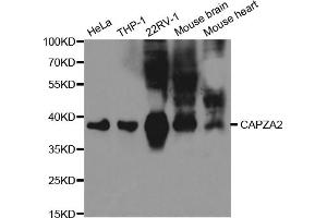 Western blot analysis of extracts of various cell lines, using CAPZA2 antibody. (CAPZA2 anticorps)