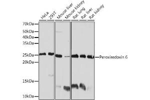Western blot analysis of extracts of various cell lines, using Peroxiredoxin 6 Rabbit mAb (ABIN7269240) at 1:1000 dilution. (Peroxiredoxin 6 anticorps)