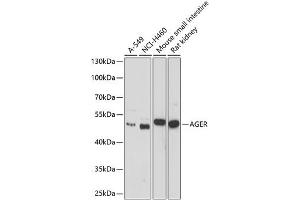 Western blot analysis of extracts of various cell lines, using AGER antibody (ABIN3021947, ABIN3021948, ABIN1512545 and ABIN6218132) at 1:1000 dilution. (RAGE anticorps  (AA 30-330))