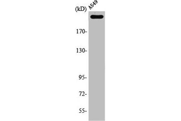 PTPRZ1 anticorps  (N-Term)