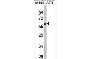 Western blot analysis of GDF10 Antibody (Center) (ABIN650696 and ABIN2839132) in NIH-3T3 cell line lysates (35 μg/lane). (GDF10 anticorps  (AA 317-344))