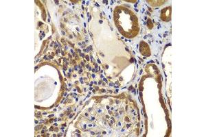 Immunohistochemistry of paraffin-embedded human kidney using NME2 antibody. (NME2 anticorps  (AA 1-152))