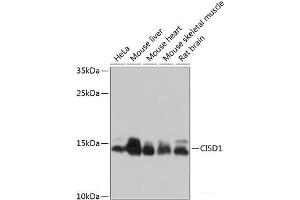 Western blot analysis of extracts of various cell lines using CISD1 Polyclonal Antibody at dilution of 1:1000. (CISD1 anticorps)