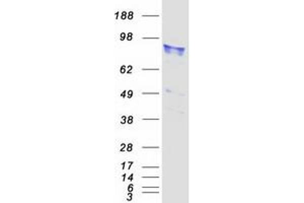 LEPRE1 Protein (Myc-DYKDDDDK Tag)