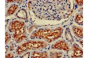 Immunohistochemistry of paraffin-embedded human kidney tissue using ABIN7144005 at dilution of 1:100 (CD13 anticorps  (AA 34-219))