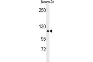 Western Blotting (WB) image for anti-Arginine-Glutamic Acid Dipeptide (RE) Repeats (RERE) antibody (ABIN3004391) (RERE anticorps)