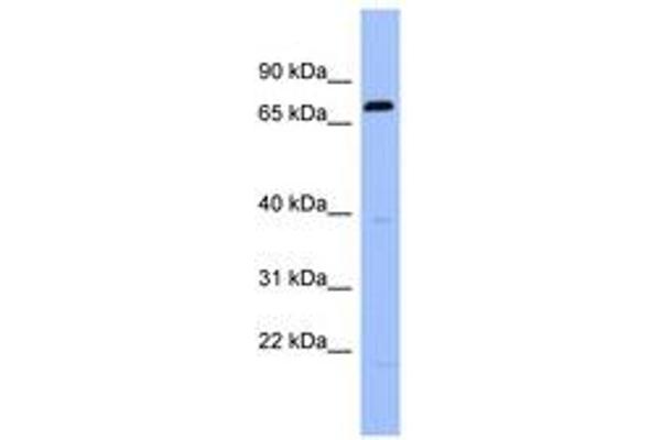 RGS anticorps  (C-Term)