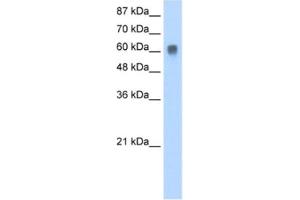 Western Blotting (WB) image for anti-ZFP91 Zinc Finger Protein (ZFP91) antibody (ABIN2461292) (ZFP91 anticorps)