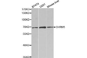 Western blot analysis of extracts of various cell lines, using CHRM5 antibody (ABIN5973103) at 1/1000 dilution. (CHRM5 anticorps)