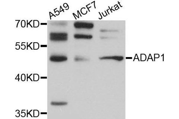 ADAP1 anticorps  (AA 1-374)