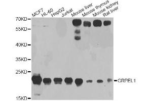Western blot analysis of extracts of various cell lines, using GRPEL1 antibody (ABIN1876249) at 1:1000 dilution. (GRPEL1 anticorps)