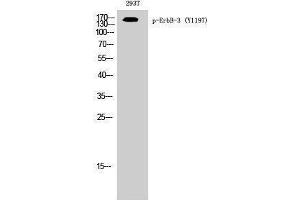 Western Blotting (WB) image for anti-Receptor Tyrosine-Protein Kinase ErbB-3 (ERBB3) (pTyr1197) antibody (ABIN6280961) (ERBB3 anticorps  (pTyr1197))