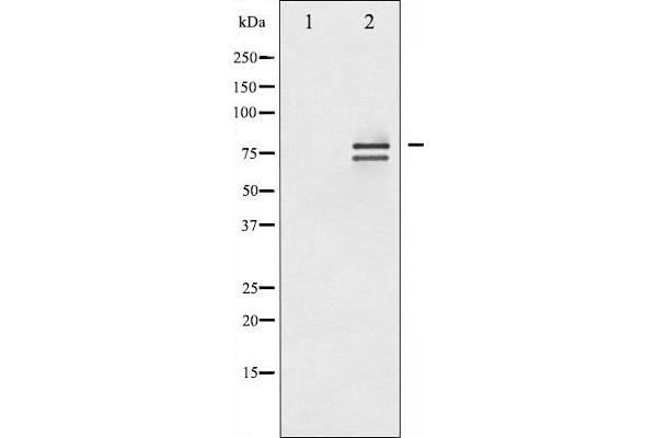 Lamin A/C anticorps  (pSer392)