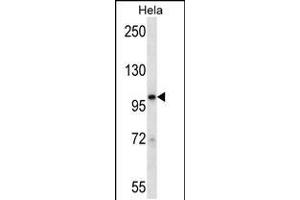 Western blot analysis in Hela cell line lysates (35ug/lane). (STAT2 anticorps  (N-Term))