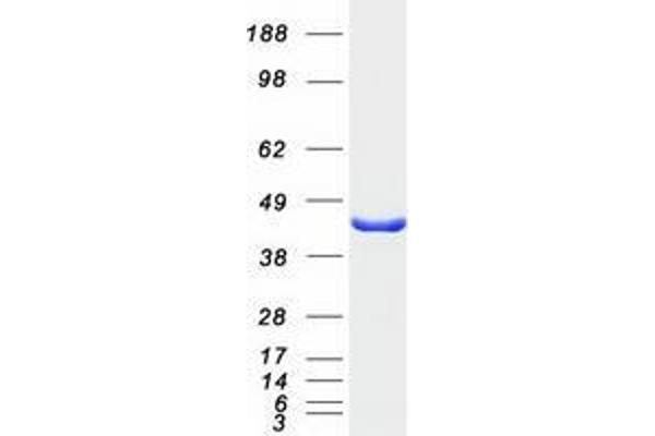 TWF2 Protein (Myc-DYKDDDDK Tag)