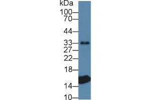 Western blot analysis of Pig Heart lysate, using Pig TTR Antibody (1 µg/ml) and HRP-conjugated Goat Anti-Rabbit antibody ( (TTR anticorps  (AA 21-150))