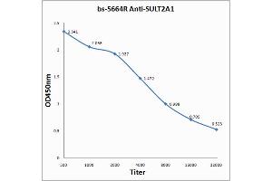 Antigen: 0. (SULT2A1 anticorps  (AA 91-170))