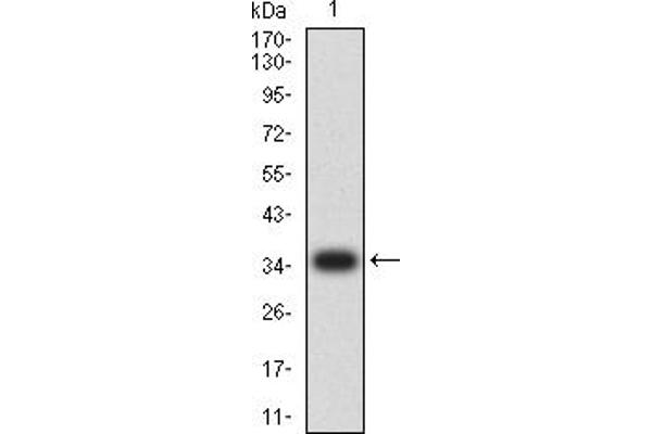 Cyclin D1 anticorps  (AA 1-295)